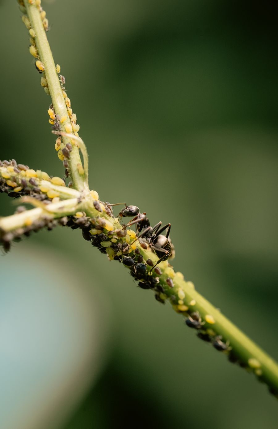 Close-up of a large black ant tending aphids on a plant stem