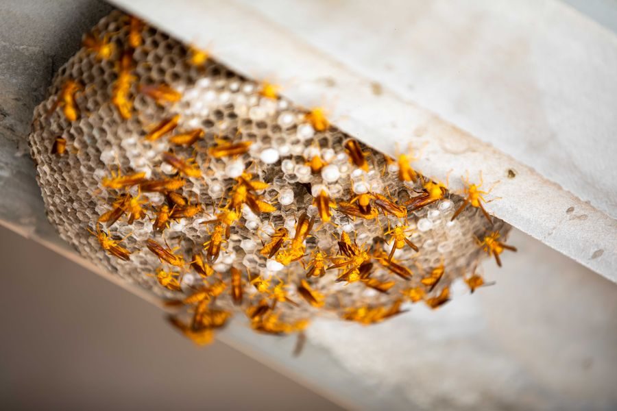 Paper wasp nest covered in wasps, tucked under the eave of a house
